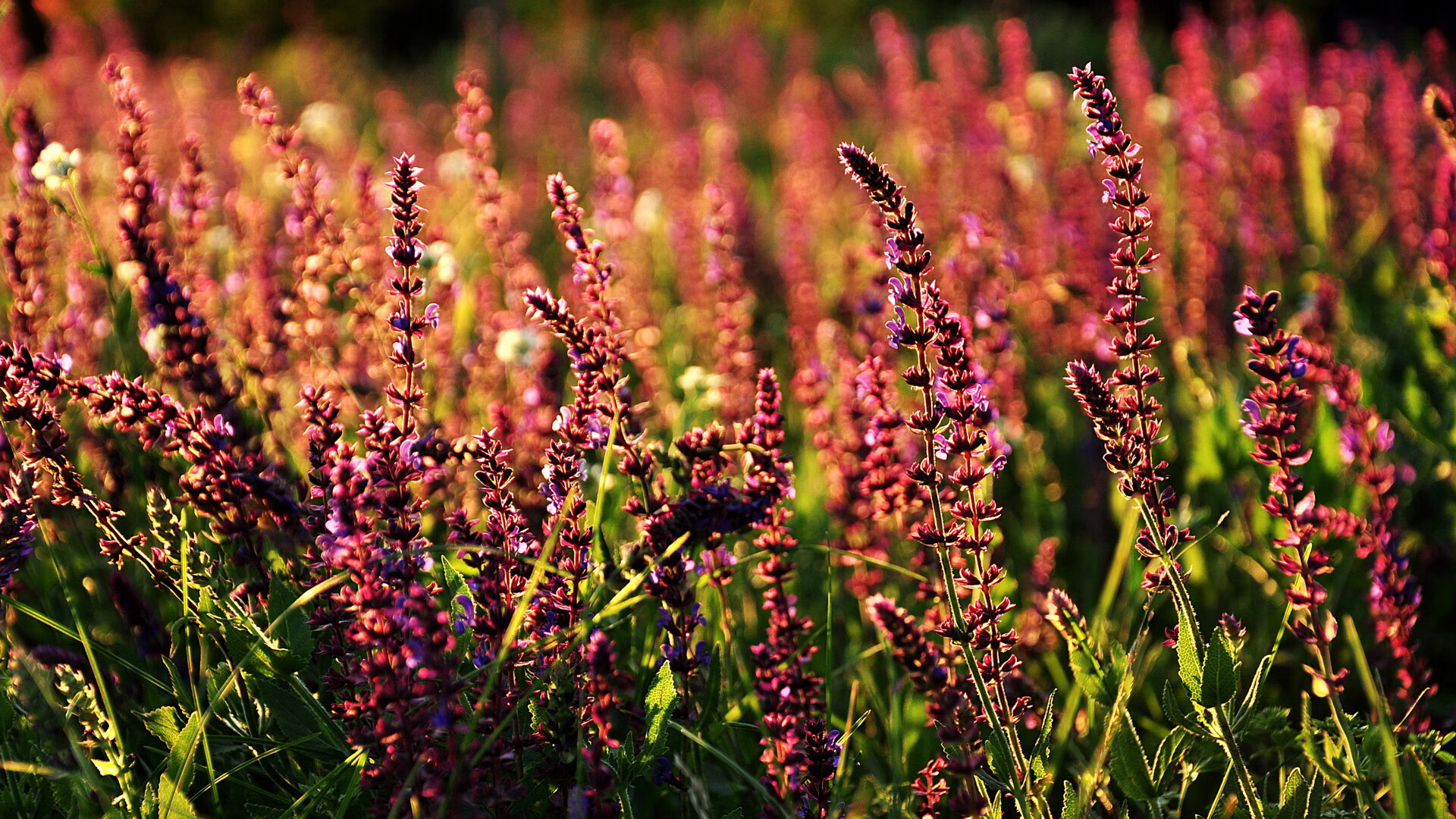西甲后腰区域控制力提升成为球队稳定核心，西甲前腰排名
