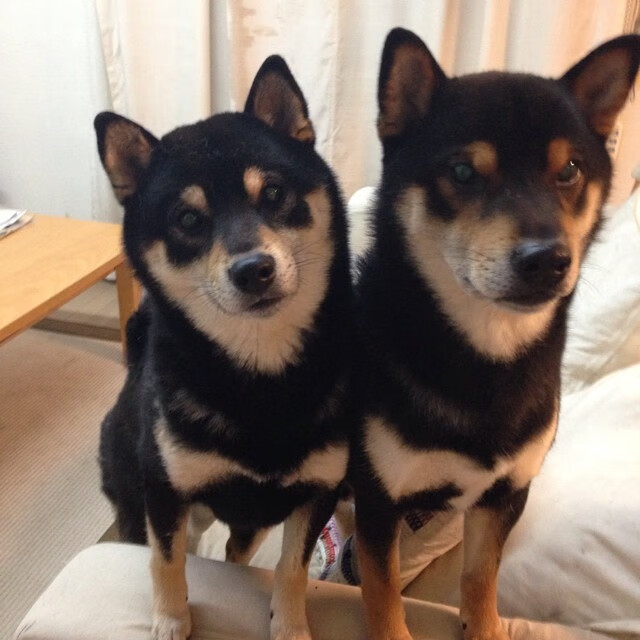 乐鱼官网安全-西甲裁判在关键赛事中的语言风格变化与判罚一致性研究，意甲著名裁判