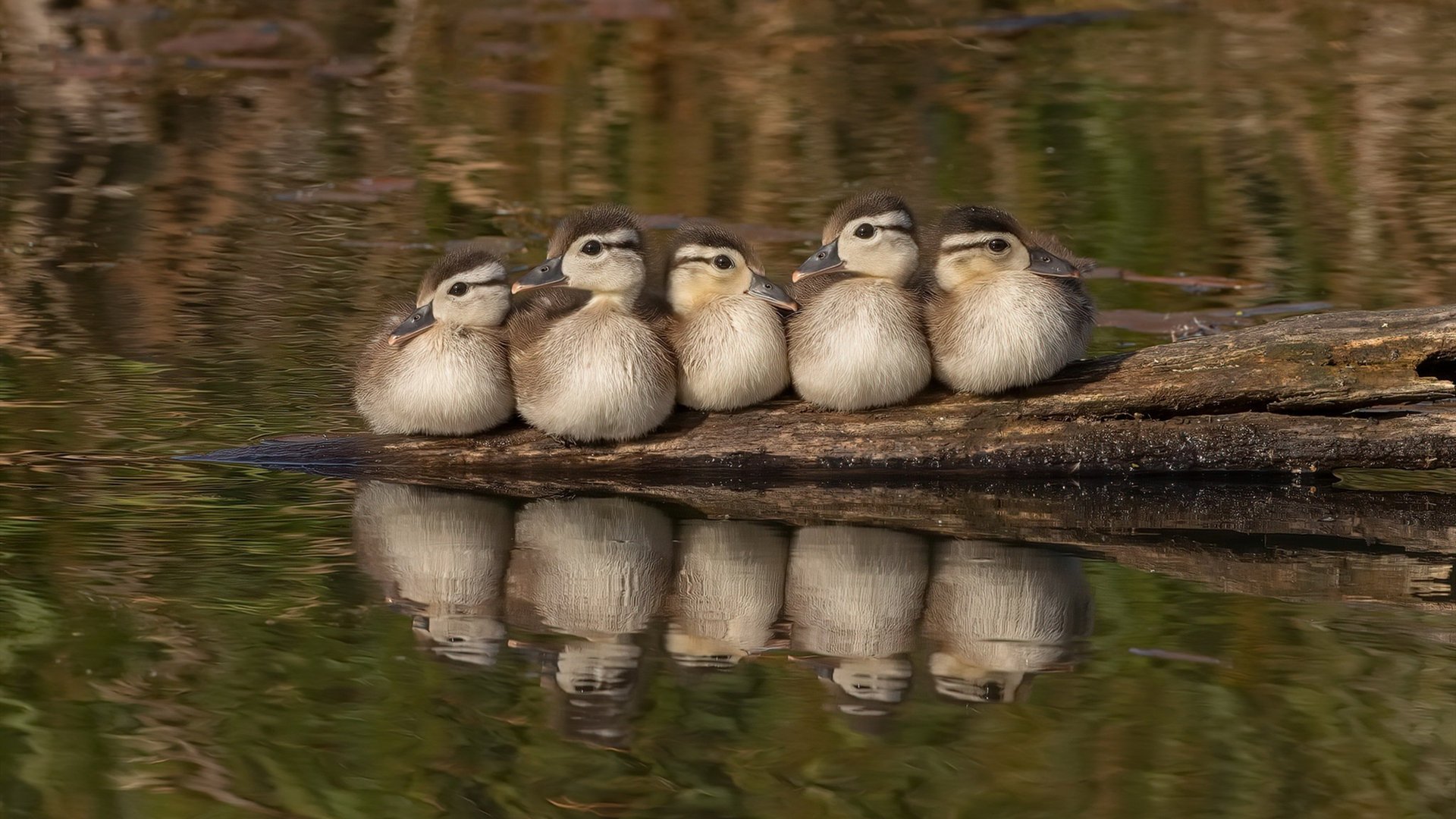 2024年国际乒联混合团体世界杯:埃及队挑战强敌,国际乒联世界杯团体赛时间表