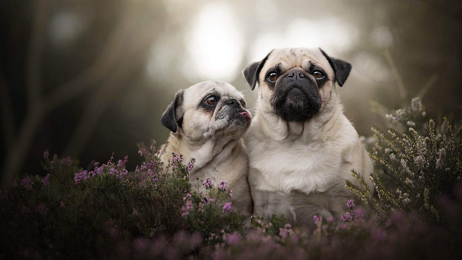 KPL直播镜头捕捉选手精彩操作全网点赞,kpl选手操作视角