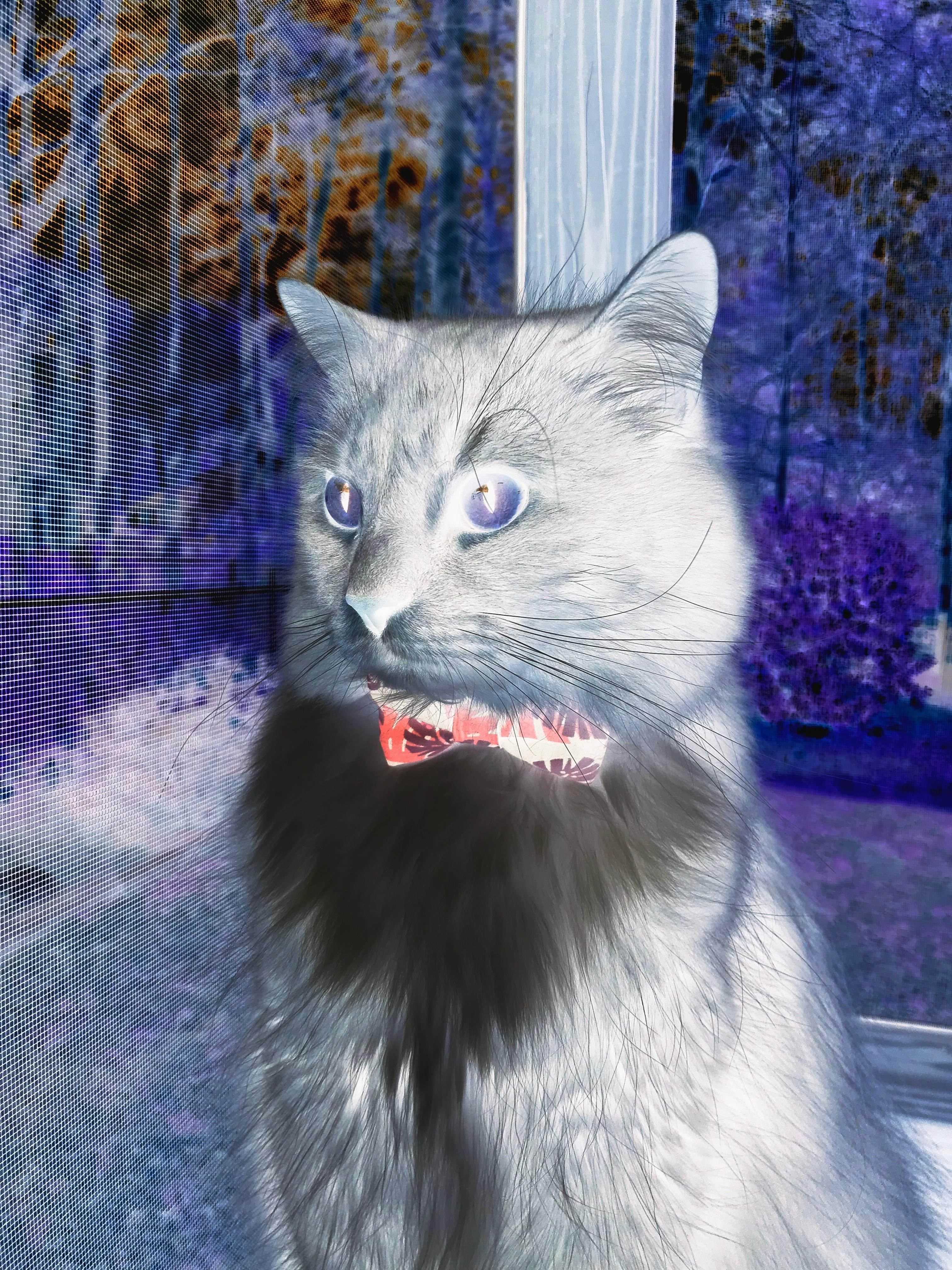 “游泳赛场聚焦！2025世界游泳锦标赛开战”