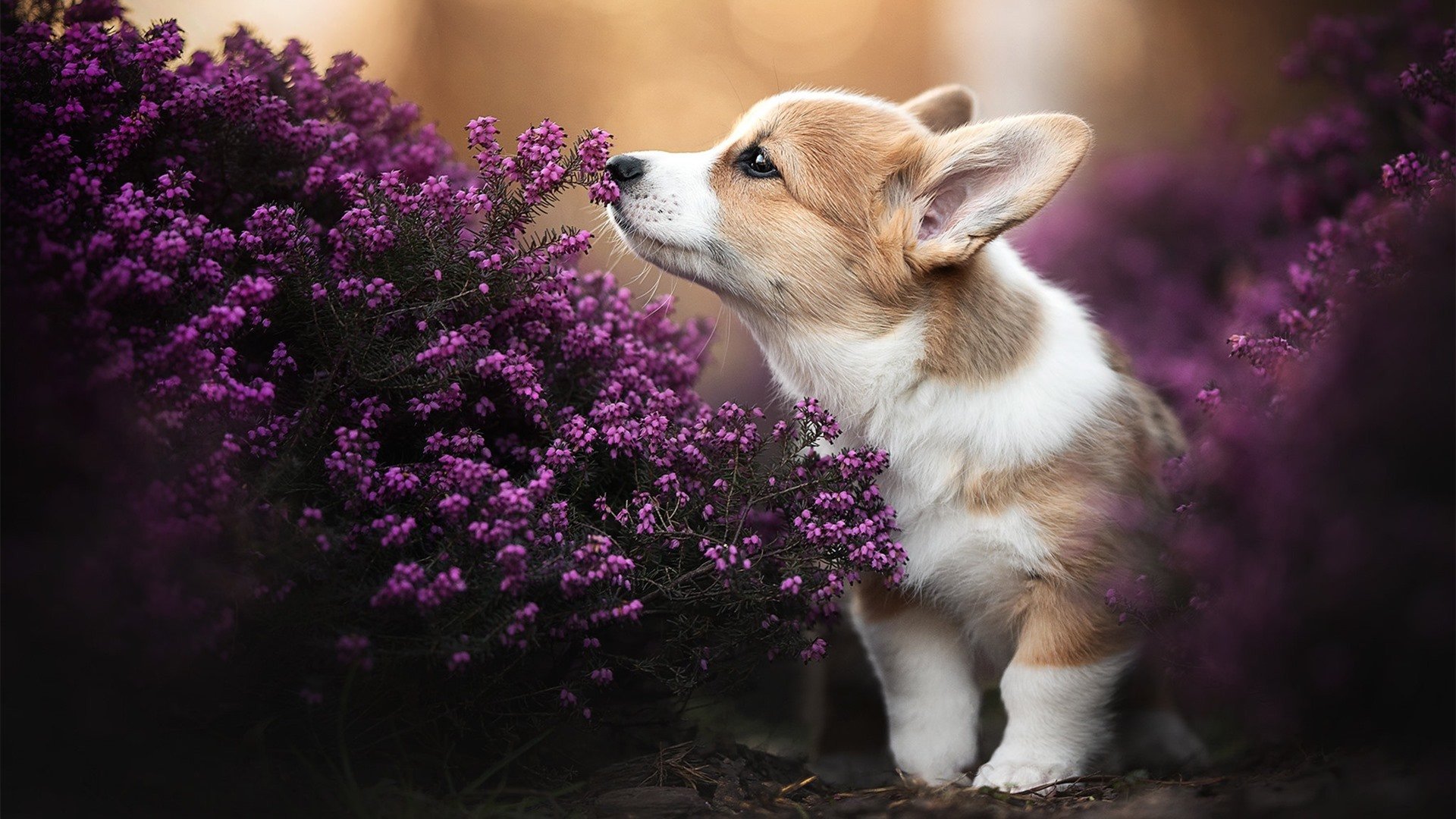 三人篮球成绩抢眼推动项目整体关注度,三人篮球战况