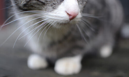 乐鱼体育app官网-俱乐部内部人才梯队结构断层，俱乐部各部门人员配置