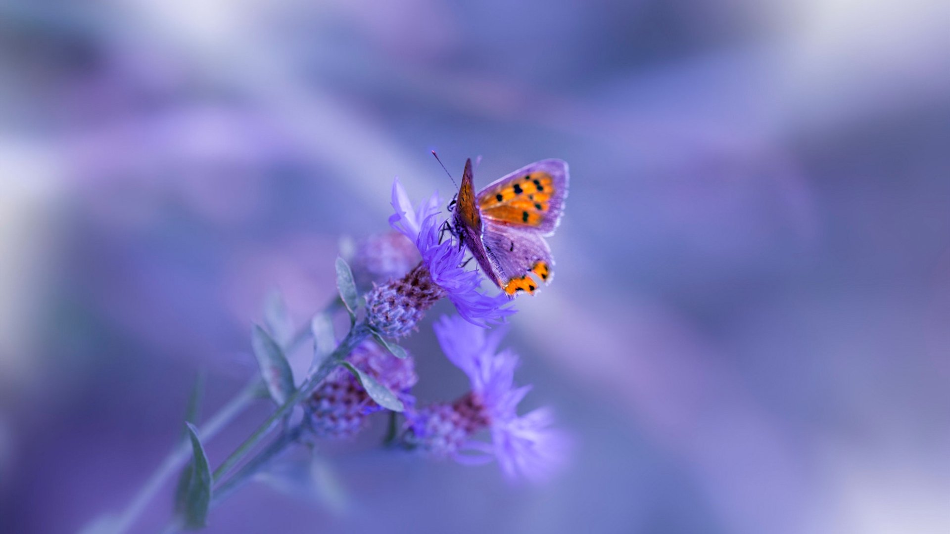 乐鱼体育 vip注册-全国青少年体操等级赛实现数据实时上传，全国青少年艺术体操锦标赛2021