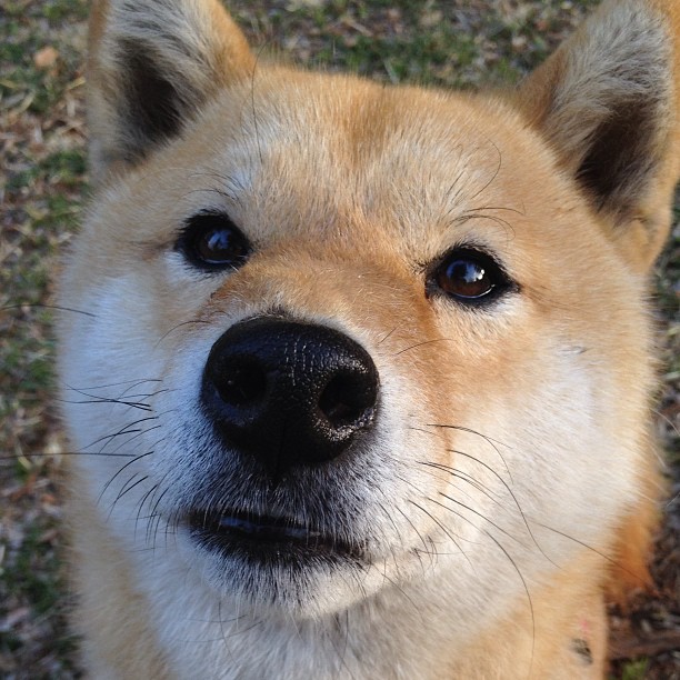 博塔弗戈球员心理压力显现，失误增多，博塔弗戈vs累体育