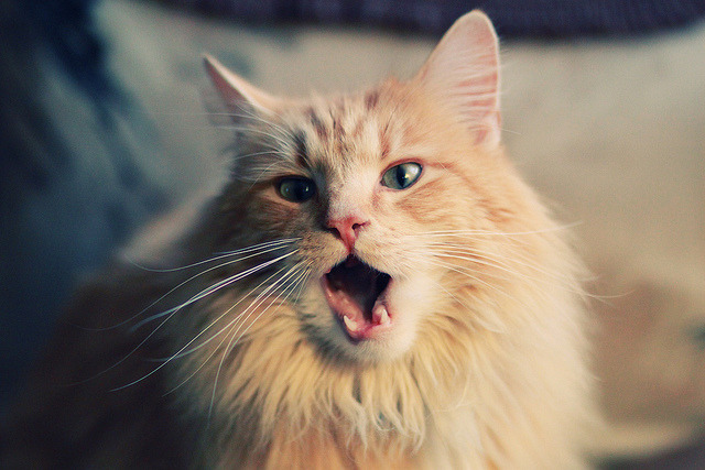 国际乒联混合团体世界杯：澳大利亚队如何利用团体优势提高表现