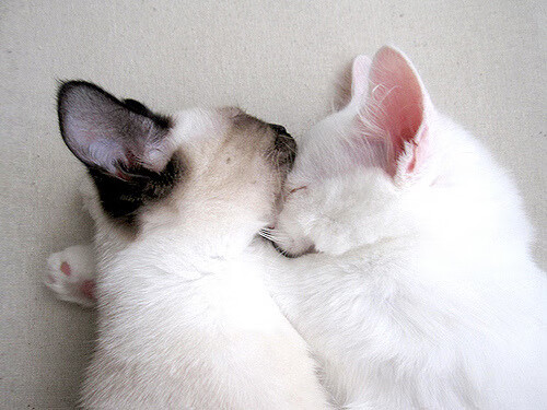 罗马尼亚队赛制解析：如何突破团体赛中的心理与技术挑战，罗马尼亚足球联赛水平