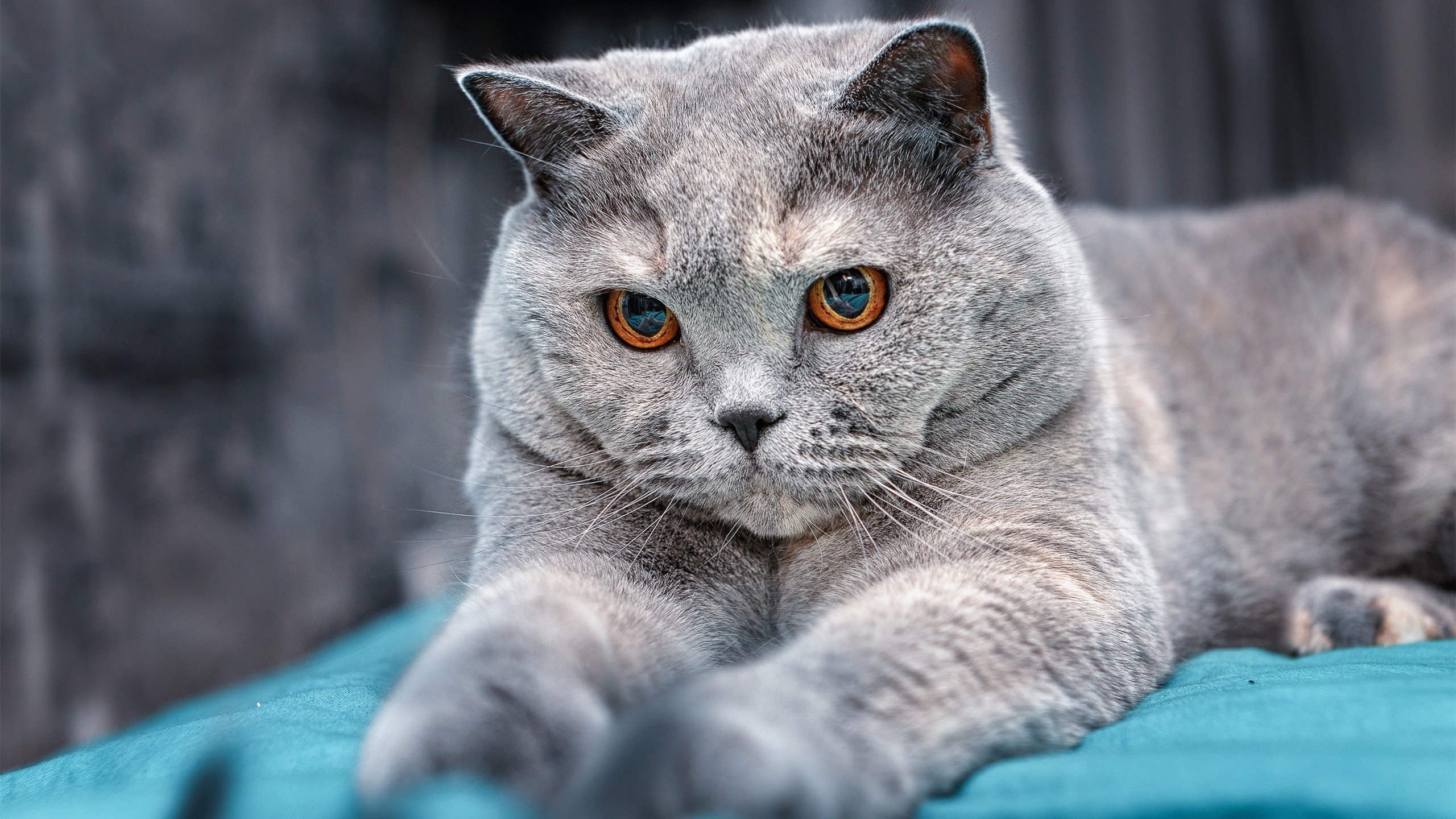 “尼古拉斯·桑特基的精确传球与战术视野，为阿根廷美洲狮队带来优势”