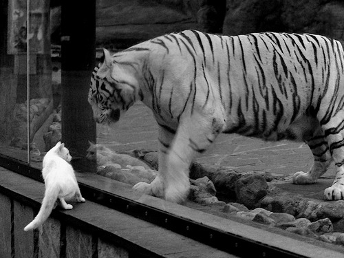 年轻跳水选手表现亮眼,未来可期,最年轻女子跳水冠军