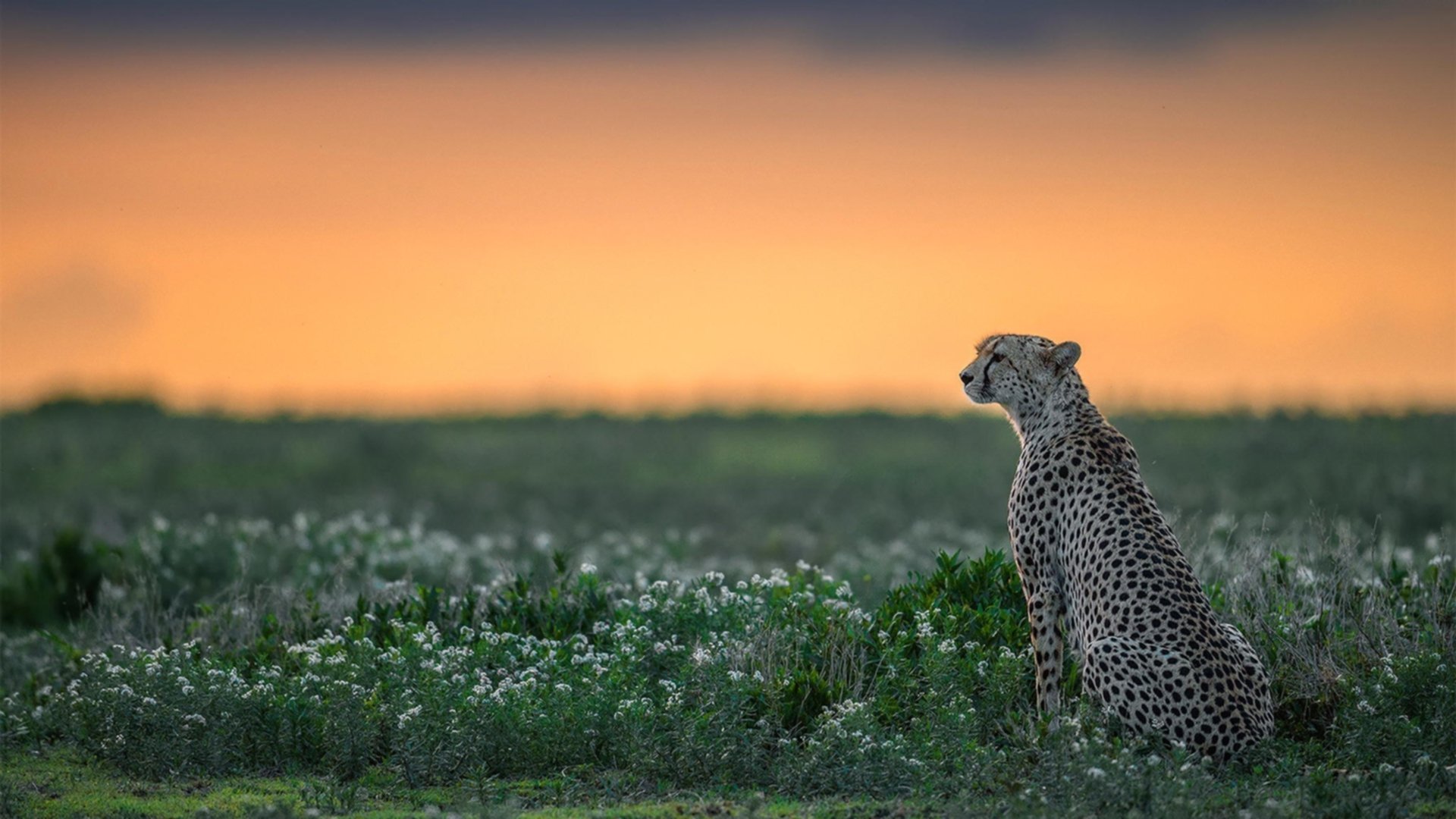 恩多比·恩乔:每场比赛都展现出世界级的踢球能力,帮助南非队稳固优势