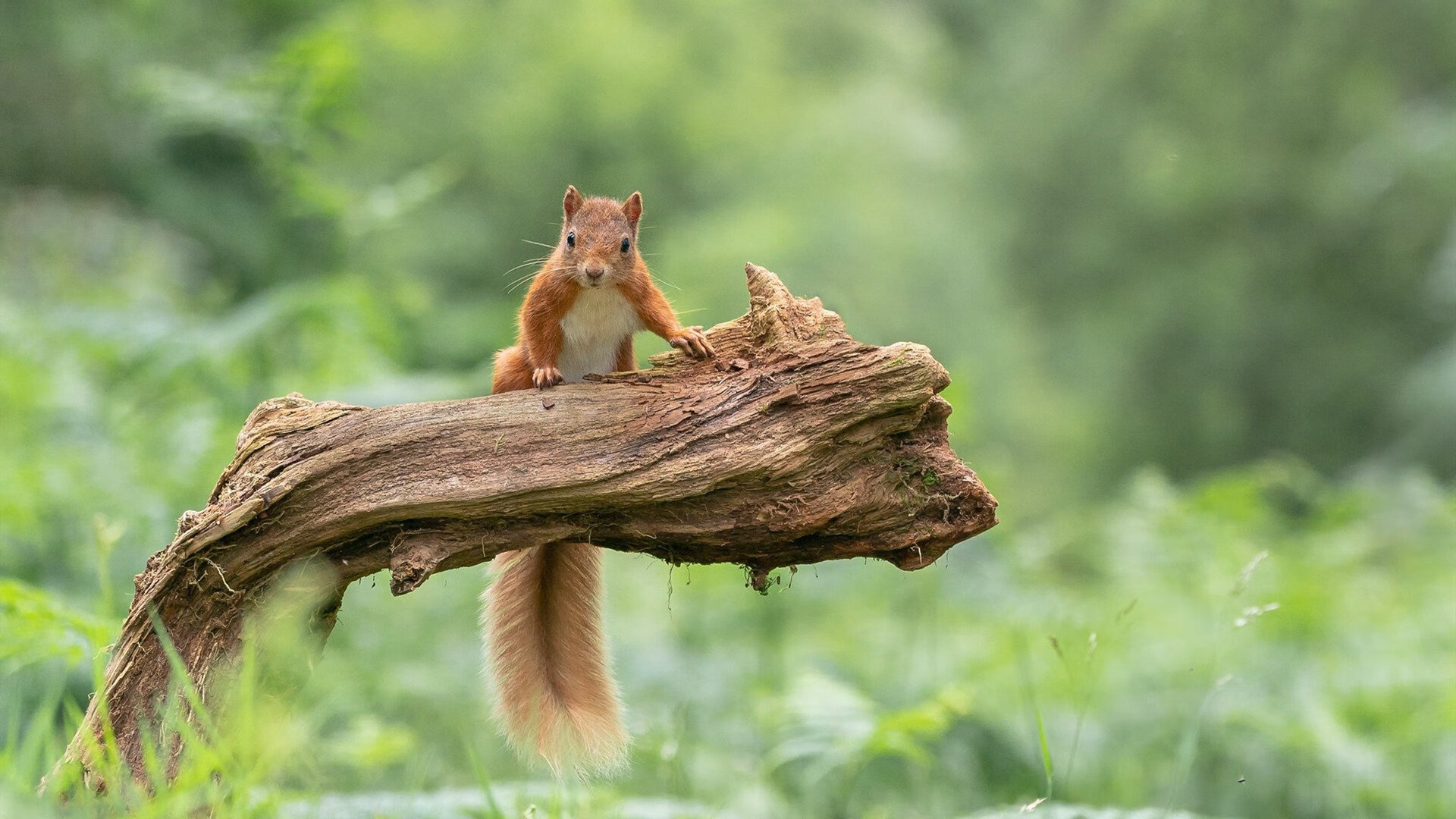 乐鱼app下载-日本球队在亚洲赛事中保持强势，志在突破