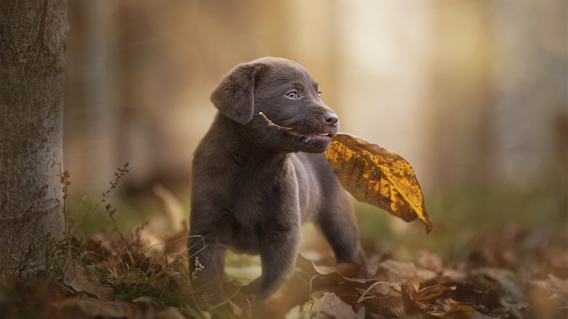 欧洲杯神奇逆转：战术调整让人难以置信的戏剧，70秒还原欧洲杯惊魂瞬间