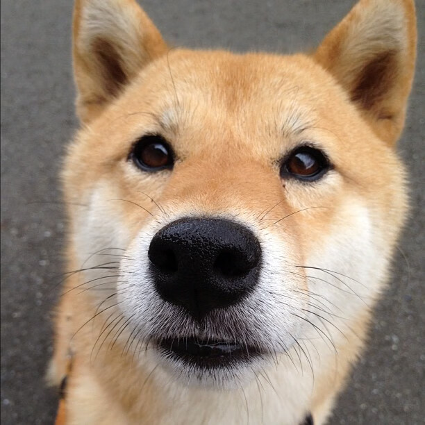 波黑男篮在欧洲锦标赛中表现突出，争取荣誉