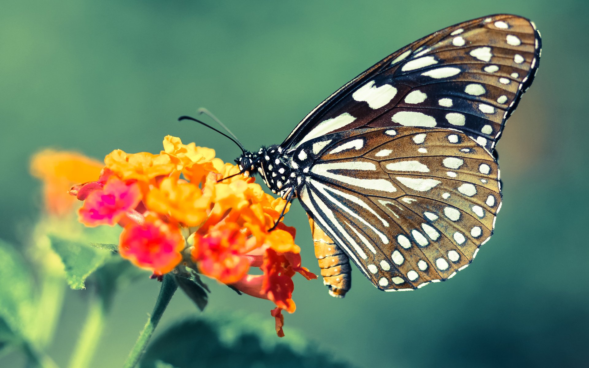 乐鱼体育登录-美洲杯逆境中崛起：英雄辈出的时刻！，“美洲杯”